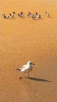 Seagull & Sandpipers Oceanside Fly Down the Beach #shorts #birds #bird #animals #wildlife #nature