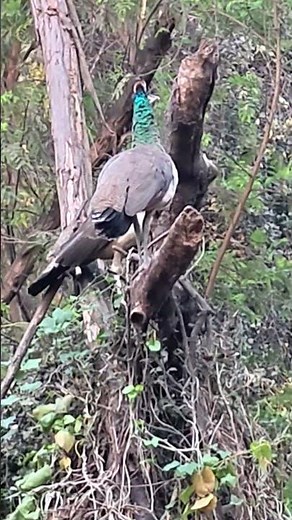 The Wild Call of Nature! 🦚 Two Peahens Calling from a Dry Tree #Shorts #peacock