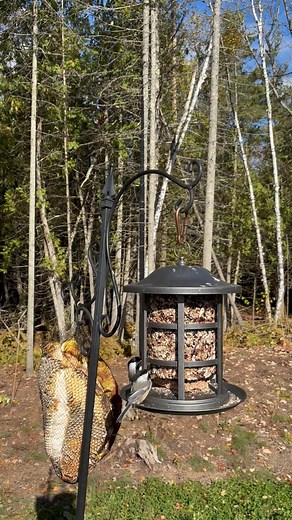 Watch these social chickadees enjoying our WBU Birdseed Cylinder. | Wild Birds Unlimited
