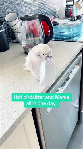Little Coco Cockatoo bites. #pettok #birdsoftiktok #cockatoo