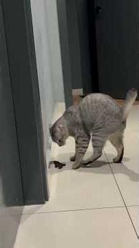 Funny Cats 😂 Try Not To Laugh 😹