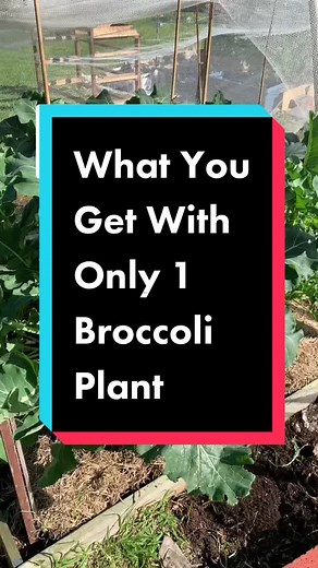 Growing Broccoli in Pots: A Beginner's Guide