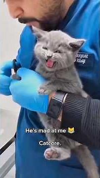 The Most Dramatic Cat You’ll Ever See 😼🎭”