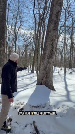 How Trees Contain Decay (CODIT Explained)