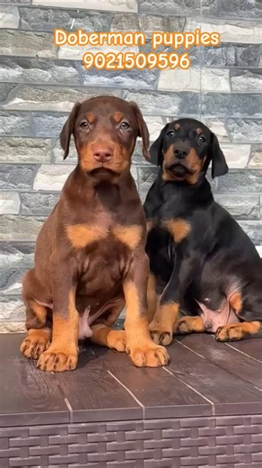 Top Quality Doberman puppies for sale in pune mumbai ✨️ 🔥 #doberman #puppy #shorts #like