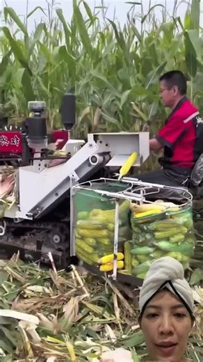 Harvesting corn entirely by machine #easyfarming #farming #gardening