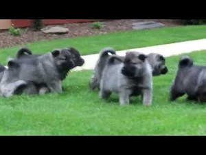 Norwegian Elkhound Puppies for Sale
