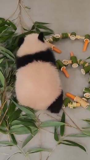 Meet Katyusha, the first giant panda born in Russia 🐼🐼🐼🐼So cute!!!🥰🥰🥰 #pandalife #panda #china #russia #moscowzoo #cute #love #cutie #pandalovers | Miss Panda