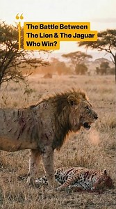 The Battle Between Lion and Jaguars In The Savanna! #shorts