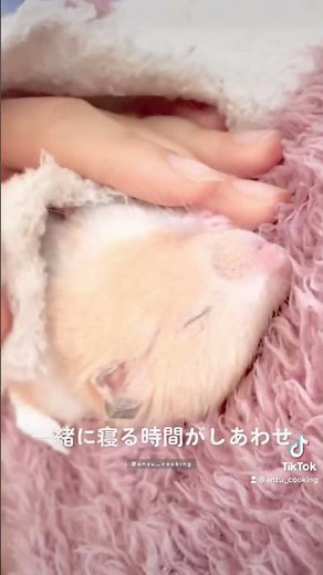 #ちの #ゴールデンハムスター #クリームバンデッドハムスター #癒し #昼寝