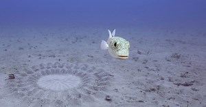 Nature | Pufferfish Builds Sand Sculpture for Mating | Season 42 | Episode 2