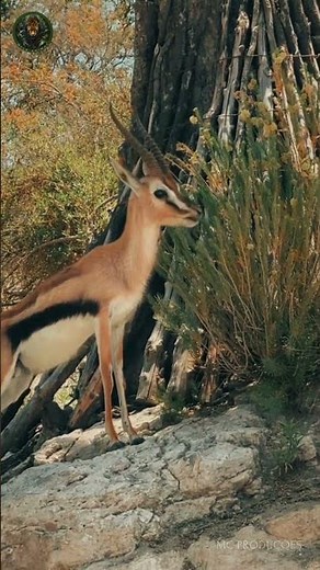 Quantas espécies de gazela existem na África? #savan #animals #africawildanimals