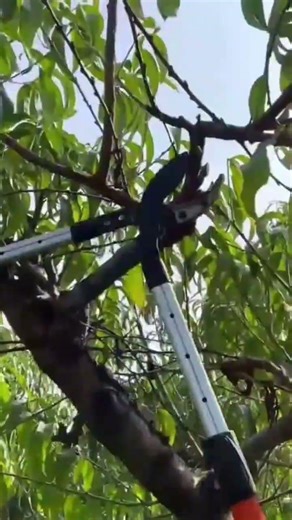 gardener is cutting fruit tree branches using loppers