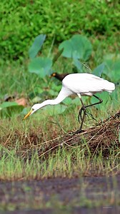 Intermediate egret | 𝐍𝐚𝐭𝐮𝐫𝐞 𝐏𝐡𝐨𝐭𝐨𝐬 𝐁𝐨𝐨𝐤