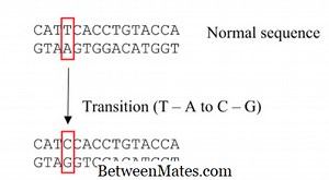 Unterschied zwischen Transition und Transversion | Transition vs. Transversion - Wissenschaft & Natur 2025