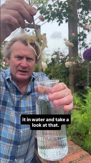 This Cosmos Cutting Trick Actually Works #propagation #gardening #plantcutting