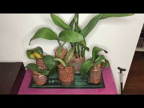 Repotting my New Psychopsis: Semi-Hydroponics