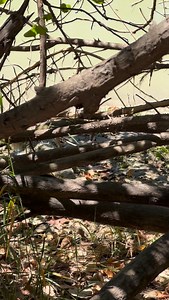 Crocodiles are FAST.. let’s break down their speed at the molecular level 🤓🐊 Crocodiles pack super-fast myosin in key muscle groups, especially the jaws and tail, allowing them to fire a strike in milliseconds. These fast myosin isoforms let muscle fibres contract violently and instantly, trading endurance for explosive power. That’s why a croc can go from stone-still to full commitment before your brain even processes movement. No warning. No warm-up. Just impact. Evolution didn’t build croco