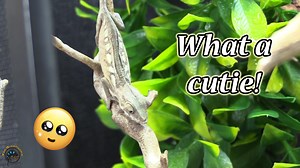 We've been super busy with summer camp this week, but we still made sure to get a bunch of new fish and animals for you guys to check out! 🐠 🐍 Join Jennii and Eric as they show you what's new in the animal and fish world this week. Be on the lookout for a SUPER cute panther chameleon baby, a new kind of barb, a herd of new Russian tortoises, and lots more! 😃 Make sure to subscribe to our Youtube channel for more new animal updates! https://www.youtube.com/tyedyediguana #newarrivals #fishtank 