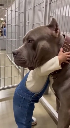 This Gentle Giant Just Proved Pit Bulls Aren't What You Think #dogs #rescue #shorts