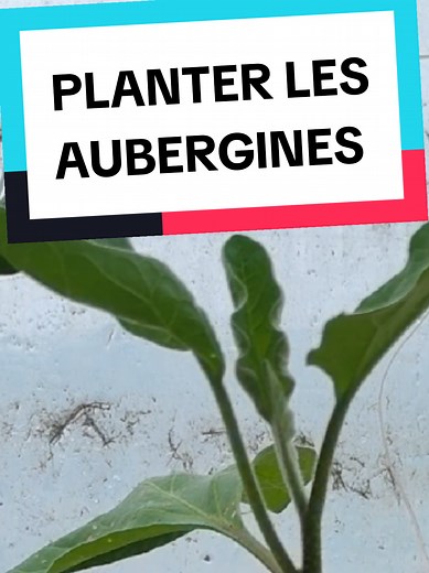 Planter les aubergines : méthode facile pour réussir (aussi poivrons & tomates)