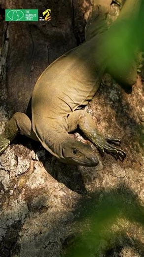 Wildlife Hotspot: Ajaneri Conservation Reserve