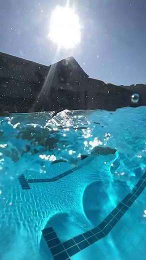 Top 3 reasons why swimmers should learn how to do flip turns: ✅ Speed Boost: Flip turns keep you moving, reducing time at the wall and making you faster, especially in competitions. ✅ Cardio Fitness: Continuous swimming with flip turns elevates your heart rate, improving your cardiovascular endurance. ✅ Stroke Consistency: Flip turns encourage a steady stroke rhythm, enhancing your overall swimming technique. Adding flip turns to your routine improves speed, fitness, and stroke consistency, whet