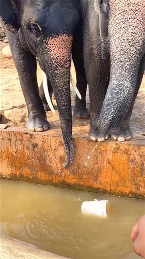 Look at how the elephant is trained.