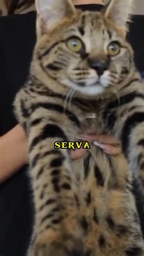 Top 5 most expensive cat's in the World #cat #catlover #Top5Countdown #LuxuryLifestyle #WealthyAnimals #usa #billionaires #facts #richest #top5richest | Cipher Echo