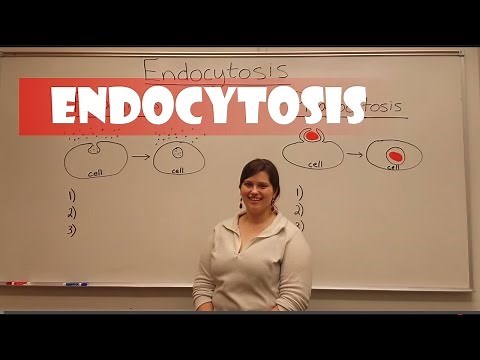 Endocytosis (Pinocytosis & Phagocytosis)