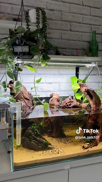 Creating a Beautiful Betta Fish Aquarium