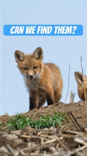 The Search Begins... Baby Fox Adventure 🦊