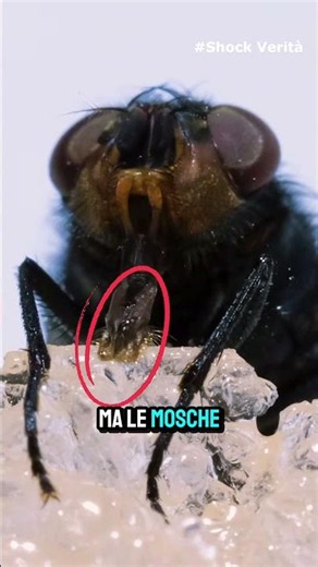 🔥 Flies Don’t “Bite” Your Food — Here’s How They Actually Eat!
