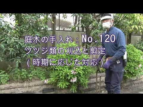 No.120_ Pruning and Trimming Azaleas (Seasonal Approaches)