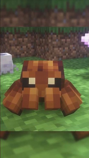 The jumping spider update!