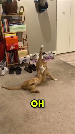 Cat fights !!!!!! #shorts #funny #memes