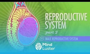 Mind Luster - Learn Reproductive System Part 2 Male Reproductive System Crash Course A P 41