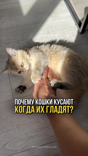 Почему кошки кусают, когда вы их гладите?🐍🐈 🔗 Что за порода? Как правильно ухаживать? Отвечаем на ваши вопросы в нашем телеграм канале, ссылка в шапке профиля, переходите и подписывайтесь #кошка #кот #кошки #котенок #коты