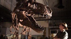 T-rex dinosaurs biology is more complicated than previously claimed