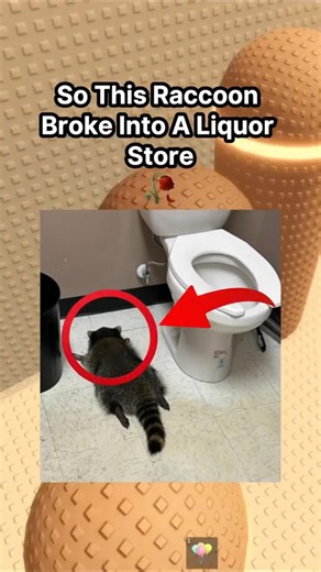 This Raccoon Broke Into A Liquor Store Got Drunk And Passed Out On The Floor 😭🙏 #roblox