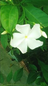 Pinwheel #beautiful #flowers