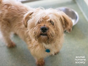 5.9K views · 341 reactions | October is Adopt a Shelter Dog Month!  Meet the 80+ dogs currently in need of homes at Animal Humane Society here: animalhumanesociety.org/adoption. P.S. Have you adopted a shelter dog, and what would you tell someone thinking of rescuing? | Animal Humane Society | Facebook