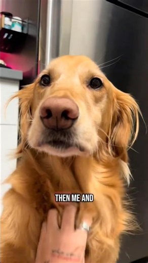 Come home to my Golden Retriever🫨 #goldenretri #dog #puppy #goldenbreed #dogbreed #goldenretriever