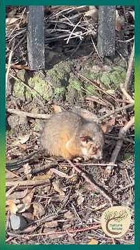 Orphaned Ringtail Possum Searching for Safety