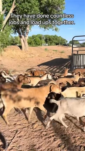 38K views · 1.9K reactions | Most of the time, loading 250 goats and sheep goes pretty smoothly. #goats #goatscaping #goatgrazing #grazinggoats #contractgrazing #contractgoatgrazing #targetedgrazing #targetedgoatgrazing #grazingsystems #prescibedgrazing #prescribedgoatgrazing #systemsgrazing #rentagoat #yardmaintenance #weedremoval #firefuelreduction #brushremoval #thegoatguy #goatguy #bosque #newmexico #cowboymax | Galloping Goat Pumpkin Patch | Facebook