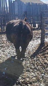 9.8K views · 104 reactions | B.L.O.A.T Bloat is a bad word in the...