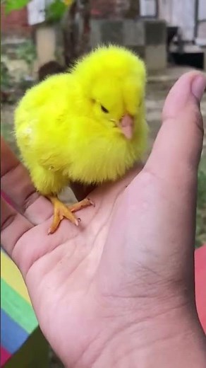Baby Chicks Rainbow chicks 🌈🐣🐥#cute #chicks #viralvideo #youtubeshorts #birds