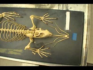 Iguana Skeleton