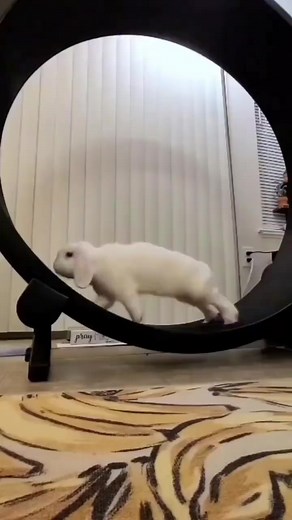 13K views · 251 reactions | Exclusive Pet Rabbit, Cat, Dog Running Wheel  Shop Now  ️Get yours now from our store. Click the link in our BIO ✅ #rabbit #bunny #funny #fun #play #reels #viral #pet #fbreels | USA Rabbit Lovers | Facebook