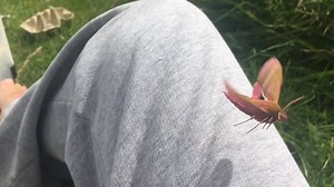 Check out this slo-mo of an Elephant Hawk-moth taking off - SUCH beautiful creatures! | The Wildlife Trusts